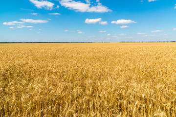 field of ripe wheat on a sunny day