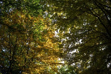 Autumn colorful leaves. Slovakia