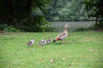 Nilgänse