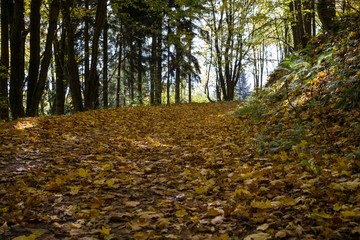 Paths in forest covered by leaves with colorful trees during autumn fall. Slovakia