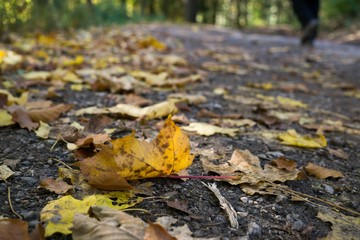 Paths in forest covered by leaves with colorful trees during autumn fall. Slovakia