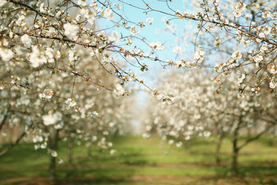 A Beautiful Apple Orchard On A Sunny Spring Day
