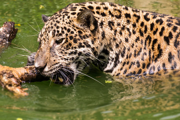 Leopard is happy in nature.