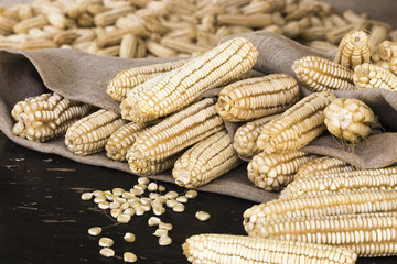 Corn cobs and scattered grains in burlap on a dark surface