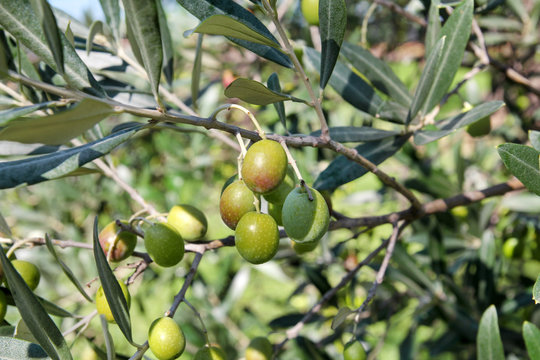 Green olives in a olive tree branch. Olive tree with green olives, close up. Concept of olives, tradition. Olive growing. Healthy food. Mediterranean.