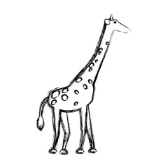 safari animals design