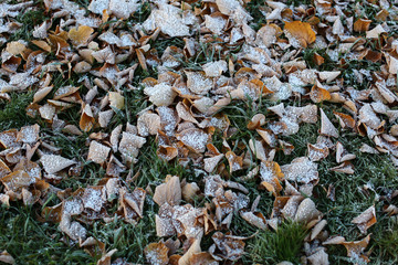 Осенняя павшая листва в изморози