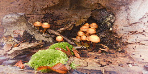 Pilze wachsen im Herbst in einem Wald