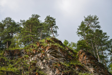 cliff overgrown with trees