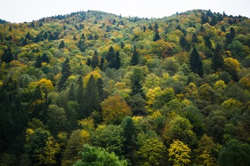 Colorful autumn leaves on the trees in nature. Slovakia