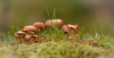 Pilze wachsen im Herbst in einem Wald