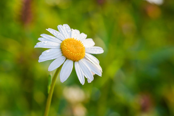 Beautiful blooming marguerite on a green meadow at sunrise. Daisy flowers in green grass with dew water drops. Copu space for text.