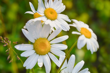 Beautiful blooming marguerite on a green meadow at sunrise. Daisy flowers in green grass with dew water drops.
