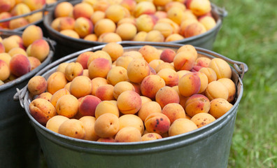 Apricots in a bucket. Ripe orange red textured fruits close-up. Healthy organic food concept. Macro view farmers harvest photo.