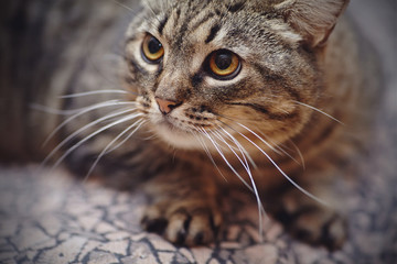 Portrait of an angry striped cat.