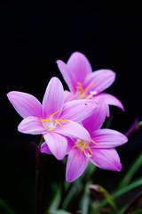 Blooming pink flowers Zephyranthes on dark background. soft focus photo.