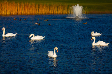 Five swans on the lake