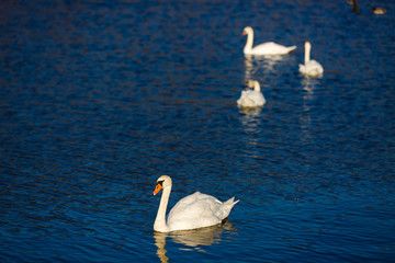 Four white swans floats in blue water of lake