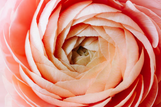 macro image of pink ranunculus flower
