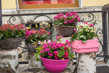 Fototapeta na wymiar flower pot with purple flowers hang on the street.