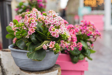 flower pot with purple flowers hang on the street.
