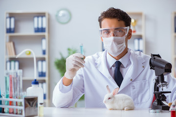 Vet doctor examining rabbit in pet hospital