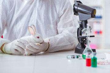 White rabbit in scientific lab experiment