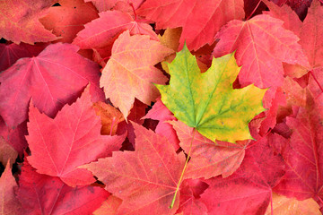 One green leaf, fallen prematurely 