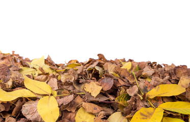 Autumnal leaves isolated on white background