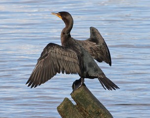 bird, water fowl, water, wildlife, nature, water