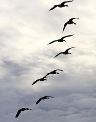 bird, geese, sky, flying, fall migration, white, black