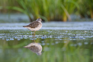 кулик фифи © alex_bor
