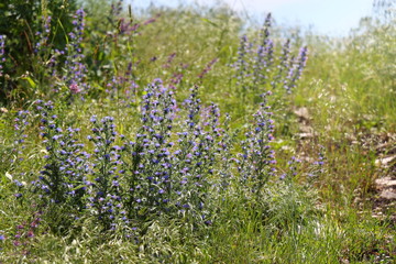 Echium vulgare (also known as viper's bugloss and blueweed)
