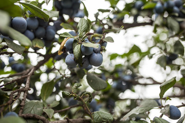 Ripe plums on a branch