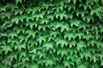 wild grape green wall