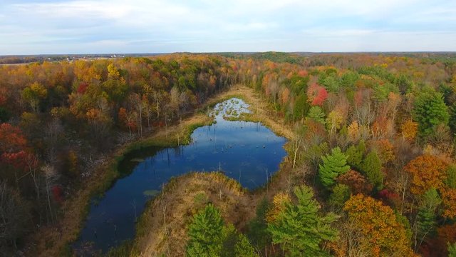 A Marsh Surrounded By Trees in Fall Colours