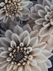 Frozen white chrysanthemums close-up, winter beauty