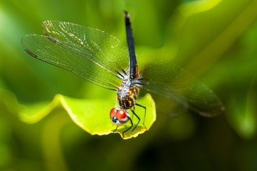 Green Dragonfly FLorida 2005