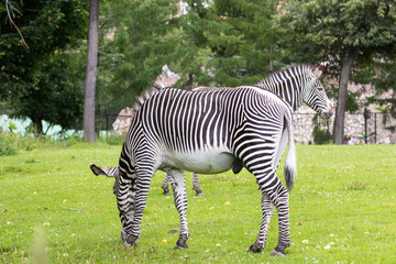 Zebra in a green savanna