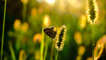 sun butterfly