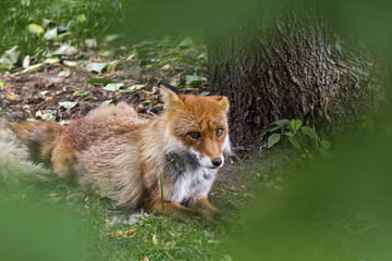 Sleeping Red Fox ,Vulpes Vulpes , in Hokkaido, Japan