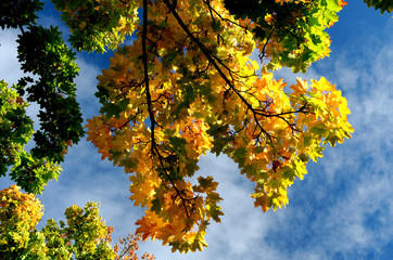 Buntes Herbstlaub vor blauem Himmel