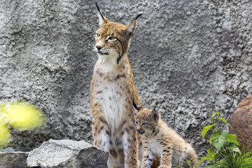 a female of the northern lynx with a brood, in the ruins of a meteorological station in Siberia