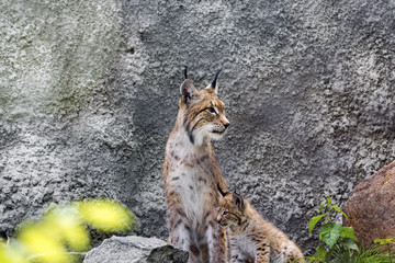 a female of the northern lynx with a brood, in the ruins of a meteorological station in Siberia © Kakabadze