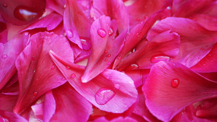 Purple peony petals with water drops. Nature and flower background  © Olha