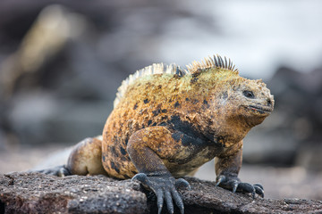 Naklejka premium Male marine iguana
