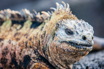 Male marine iguana