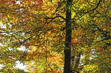 Herbst im Buchenwald