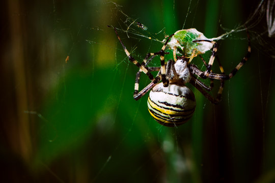 spider close range on a blurred background