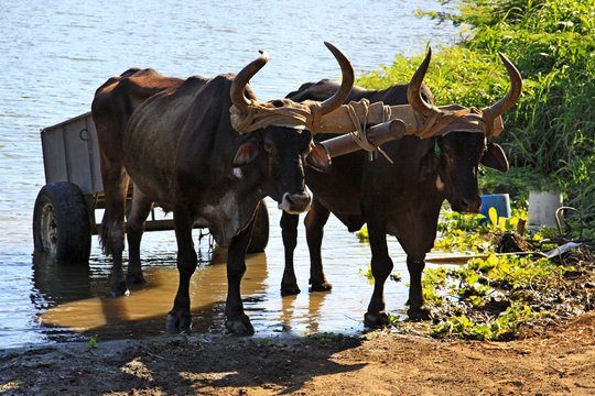 Oxen Pulling Wagon From Alligator Infested River In  Costa Rica